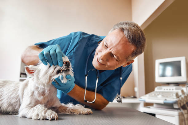 Best Chipped Tooth Repair Near Me  in Berrien Springs, MI
